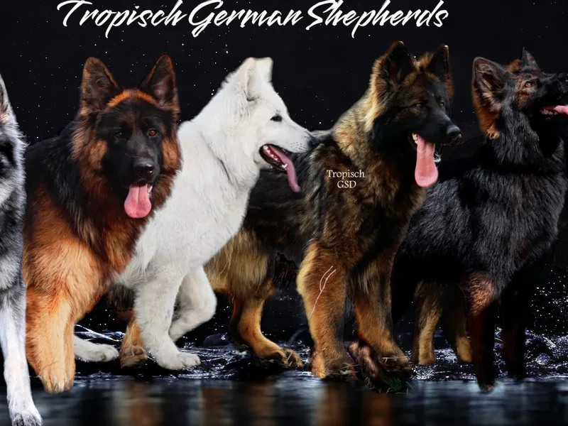 Tropisch German Shepherds