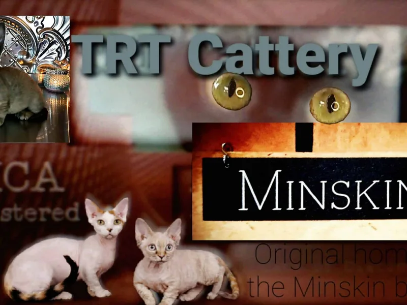 TRT photo 1