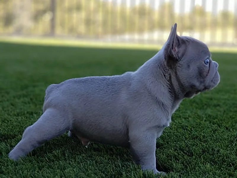 True Joy French Bulldogs