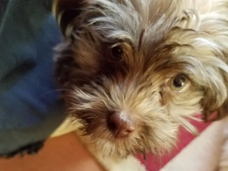 Tucker Family Pets