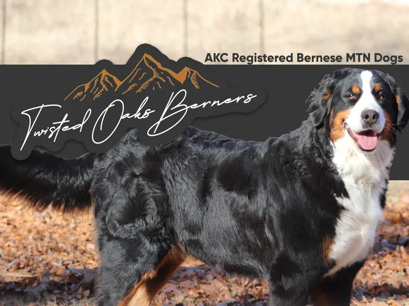 Twisted Oaks Berners