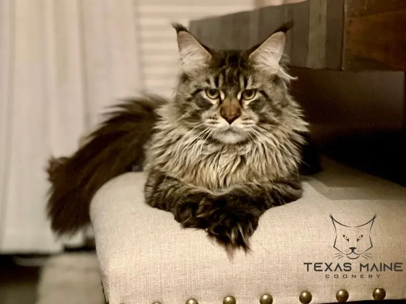 Txmainecoonery