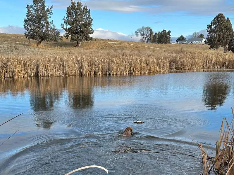 Ultimate Water Dogs