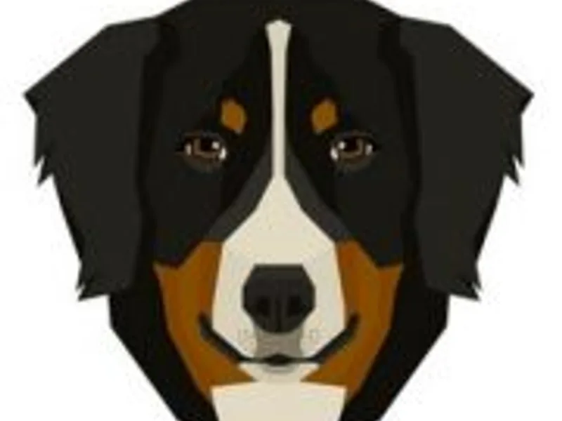 Unique Bernese Puppies