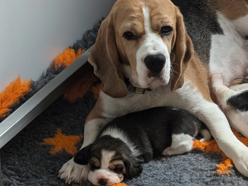 United Dukes Beagles photo 1