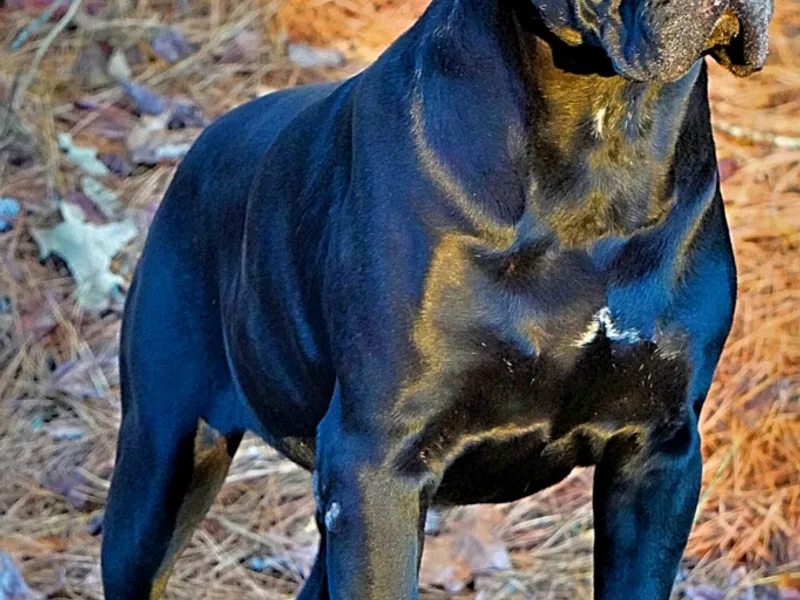 Valentinos Cane Corsos