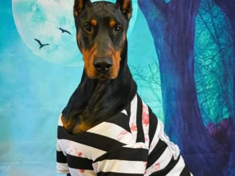 Valorosa Doberman Kennel