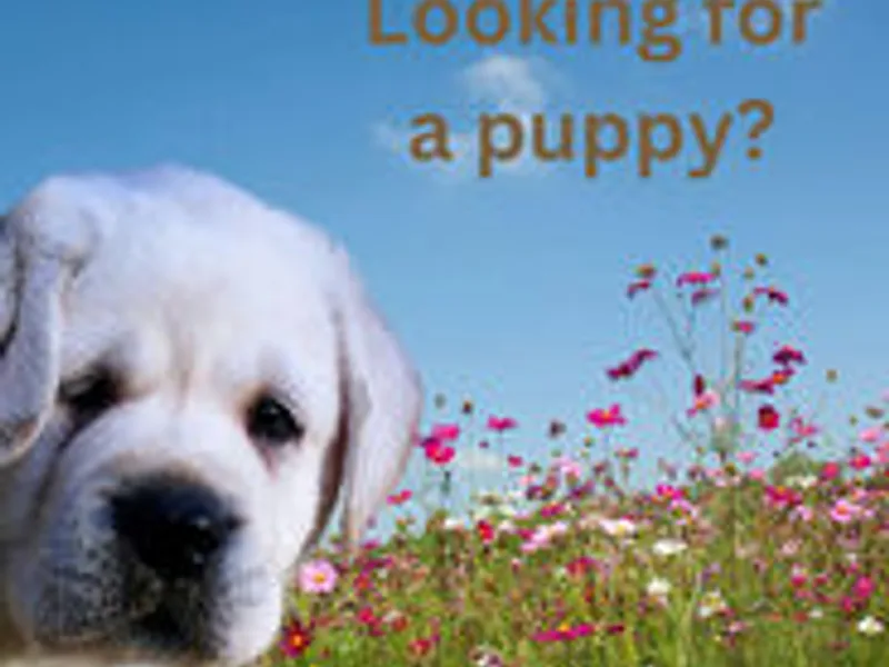 van Dalen IBIM Labradors