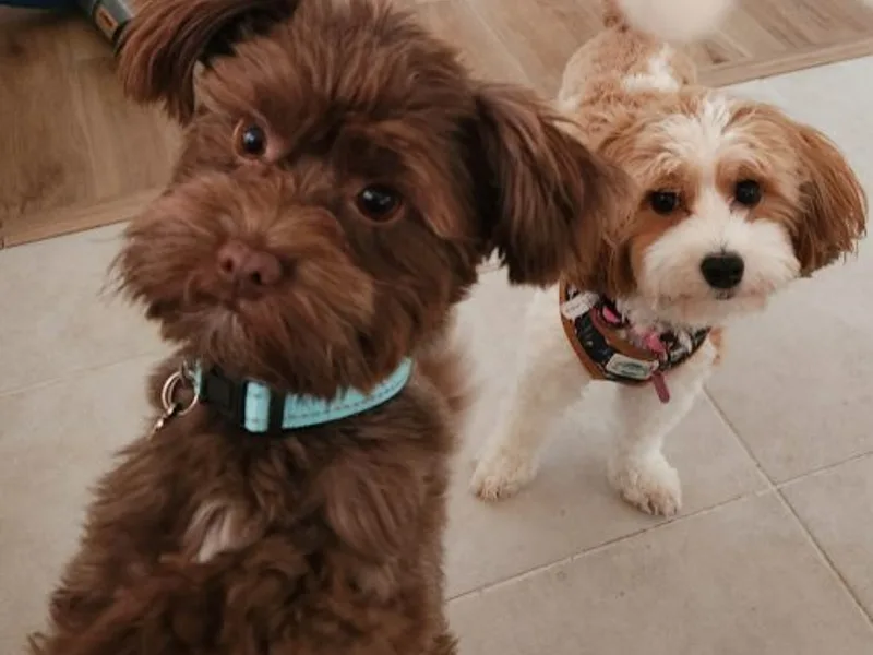 VanCort's Happy Havanese