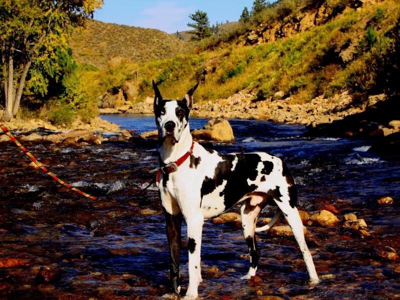 Vanmar Great Danes of Colorado