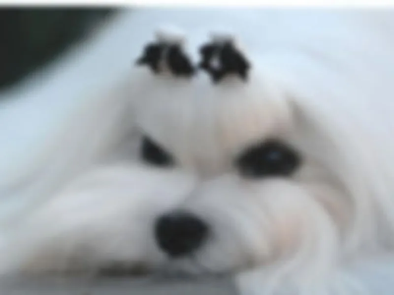 Vellavica Maltese