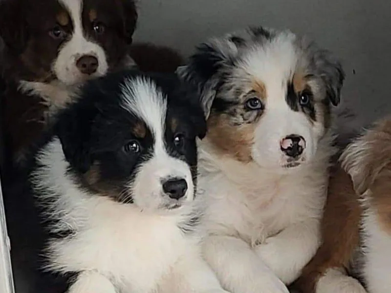 Ventura Australian Shepherds