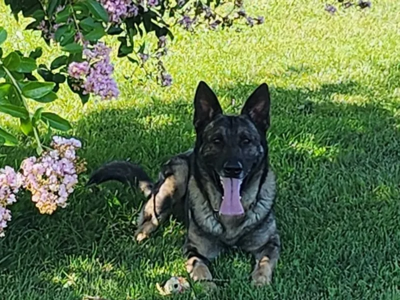 Victory Circle German Shepherds