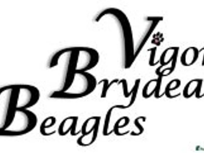 Vigor and Brydea Beagles photo 1