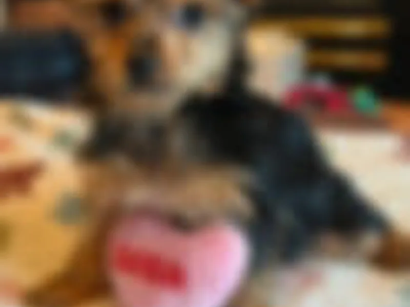 Vikkiscuddlepups.com