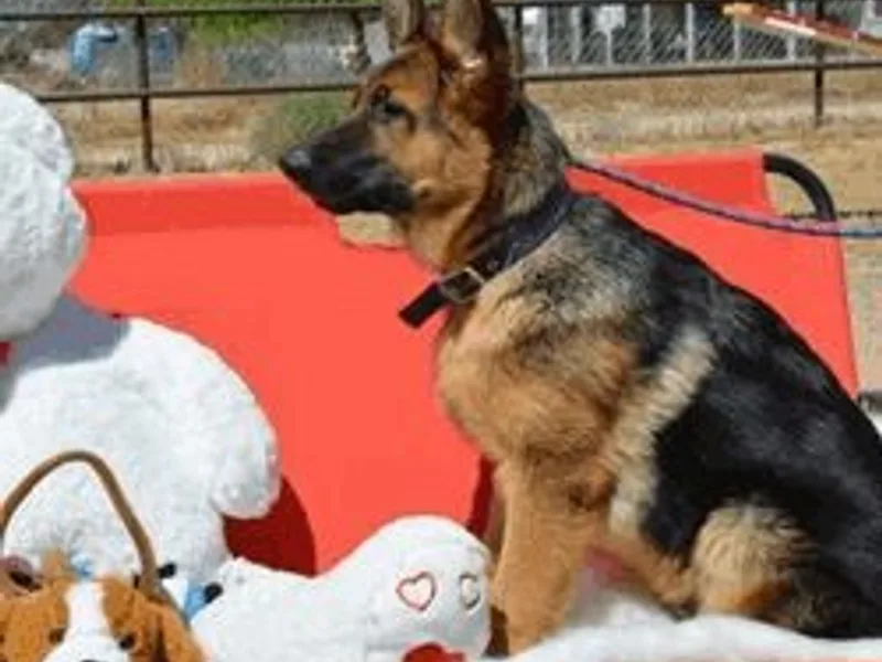 Vintar German Shepherd