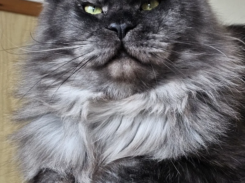 Vipcoon photo 1