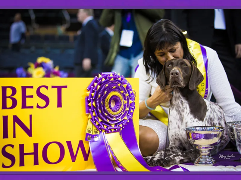 VJK-MYST German Shorthaired Pointers