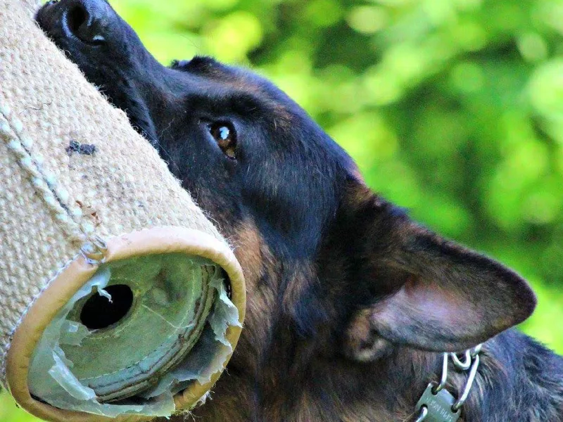 Vom Bockhaus German Shepherds