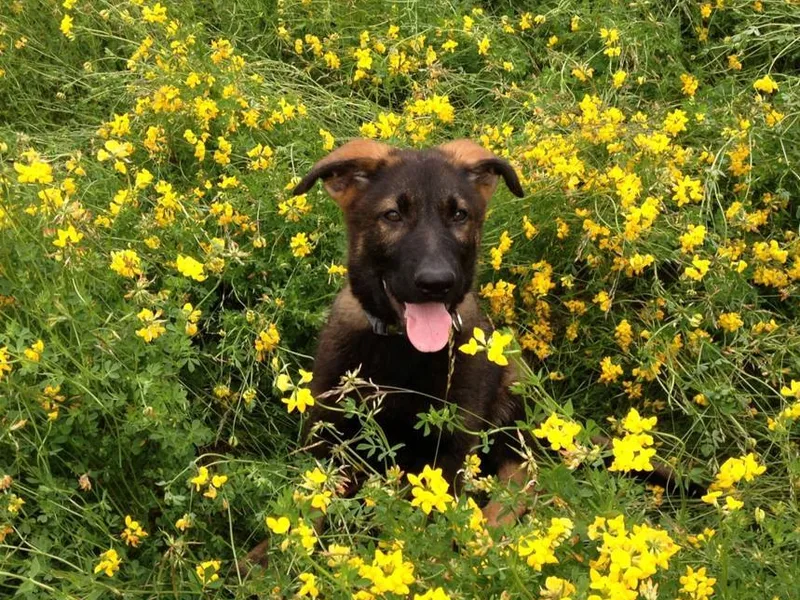 Von Malder Shepherds