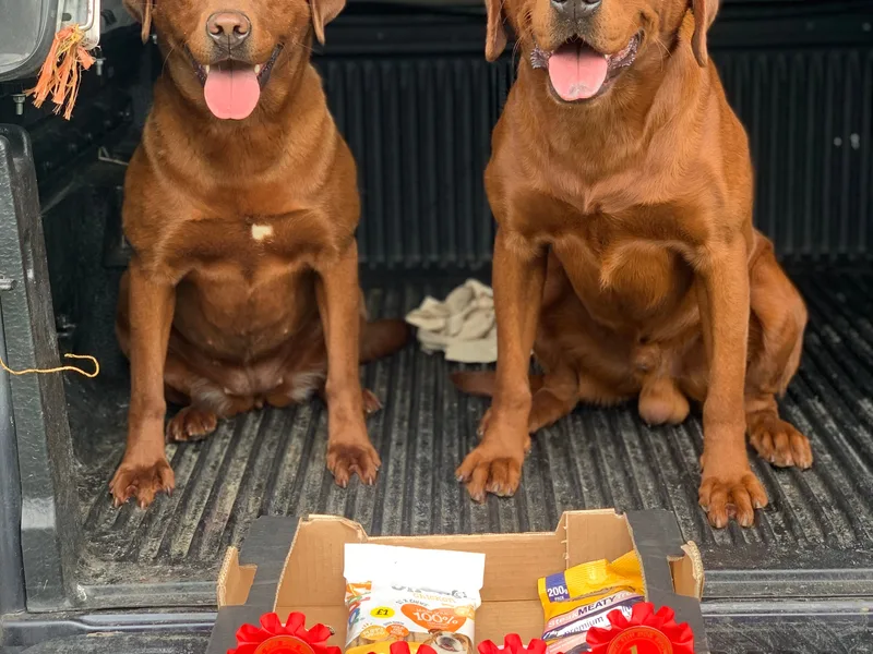 Von- Ravenstag & AgLabs Working Labradors photo 1