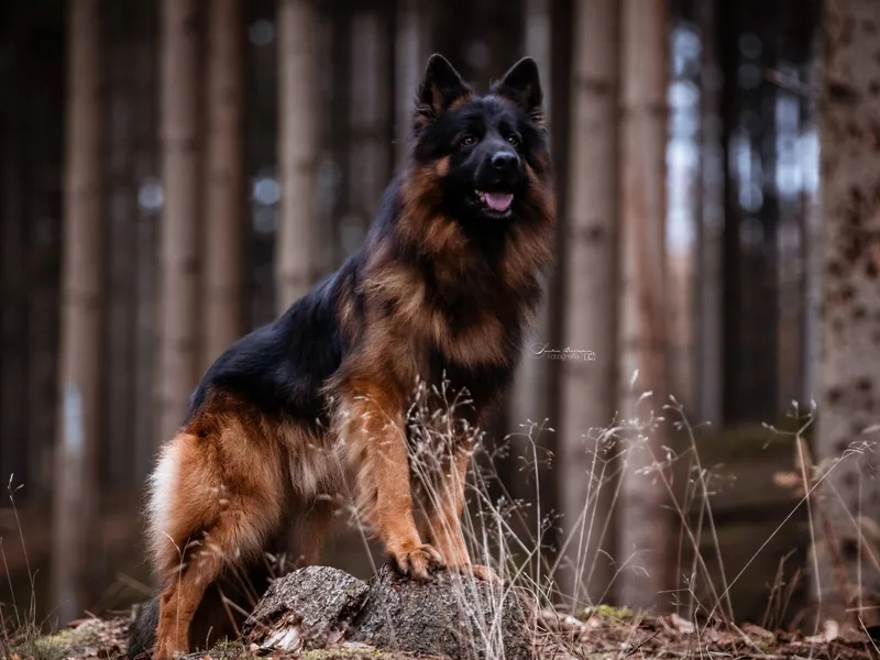 Von Ruh German Shepherds
