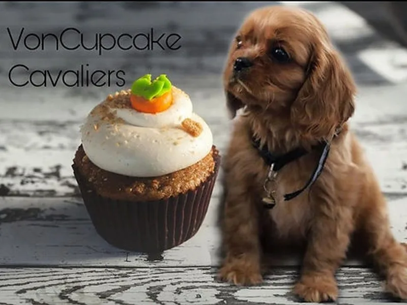 Voncupcake Cavaliers