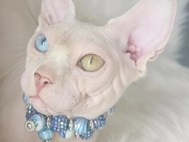 Voodoosphynxdsk photo 1