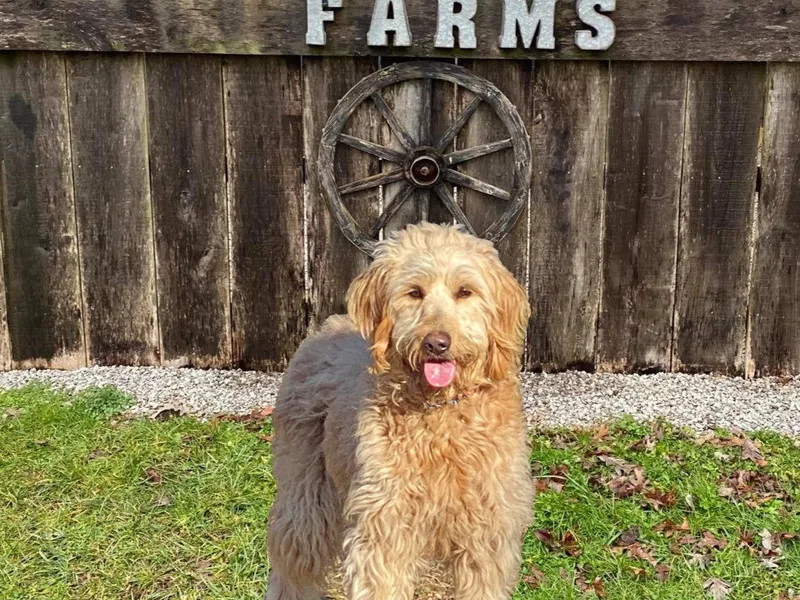 Waggin’ Wheel Farms