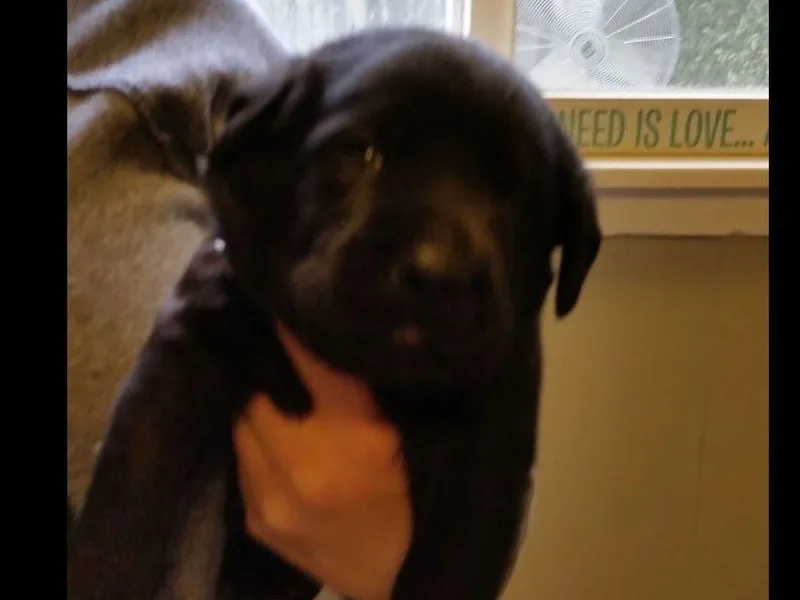 Walnut Acres Labradors