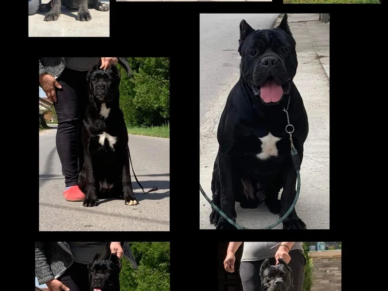 Walnut Creek Cane Corsos