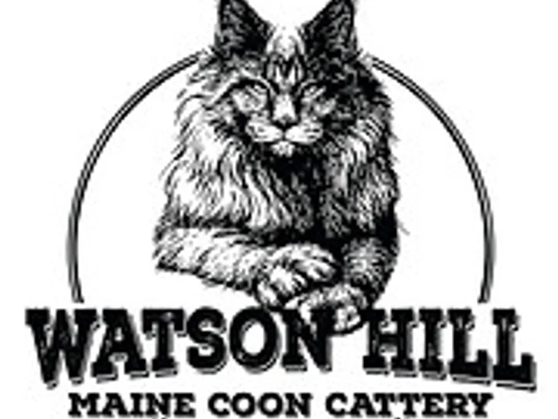 Watson Hill Maine Coon Cattery