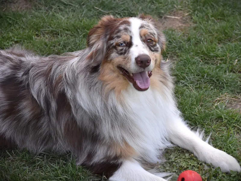 Wayward Trails Australian Shepherds