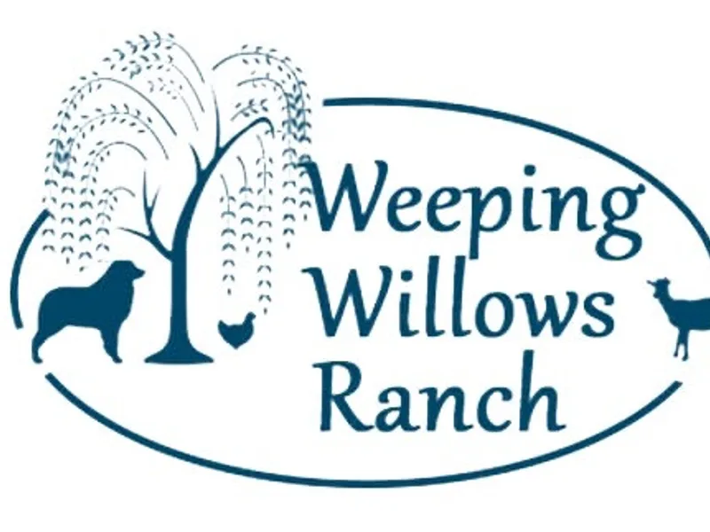 Weeping Willow Aussie's