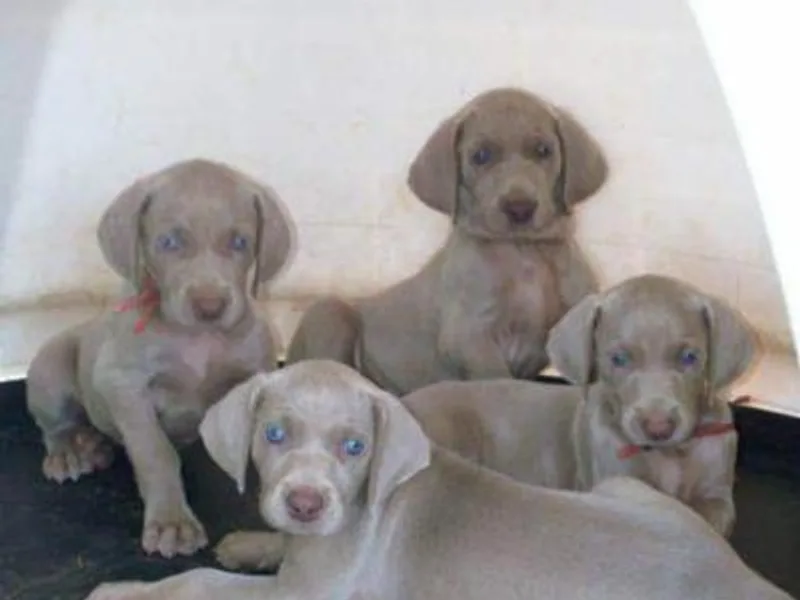 Weimaraner Haven