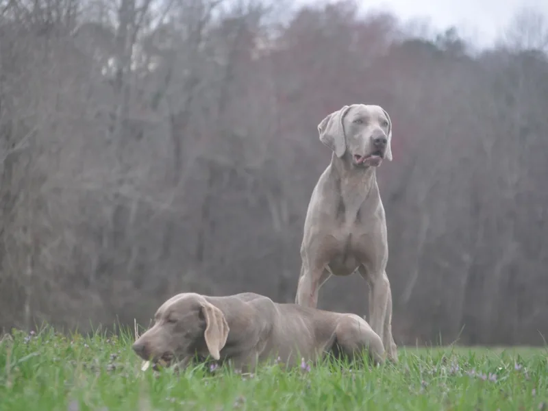 Welcome to *Stunning Canines*
