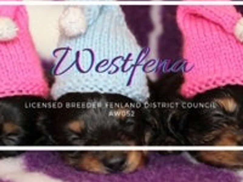 westfena photo 1