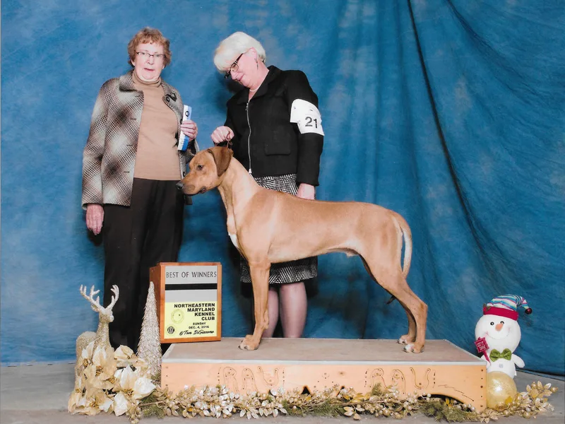 Whirlaway Rhodesian Ridgebacks