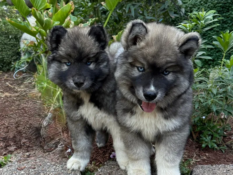 Whiskey River Siberians