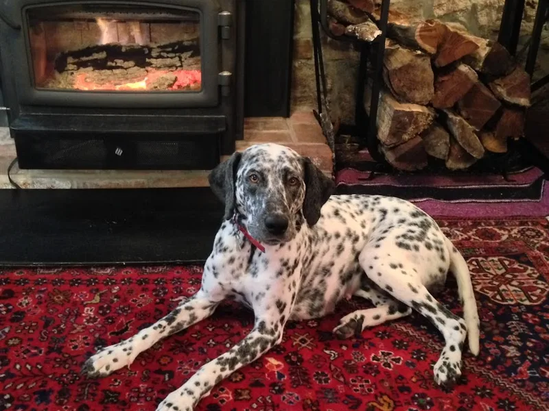 Whispering Aspen Dalmatians & Standards