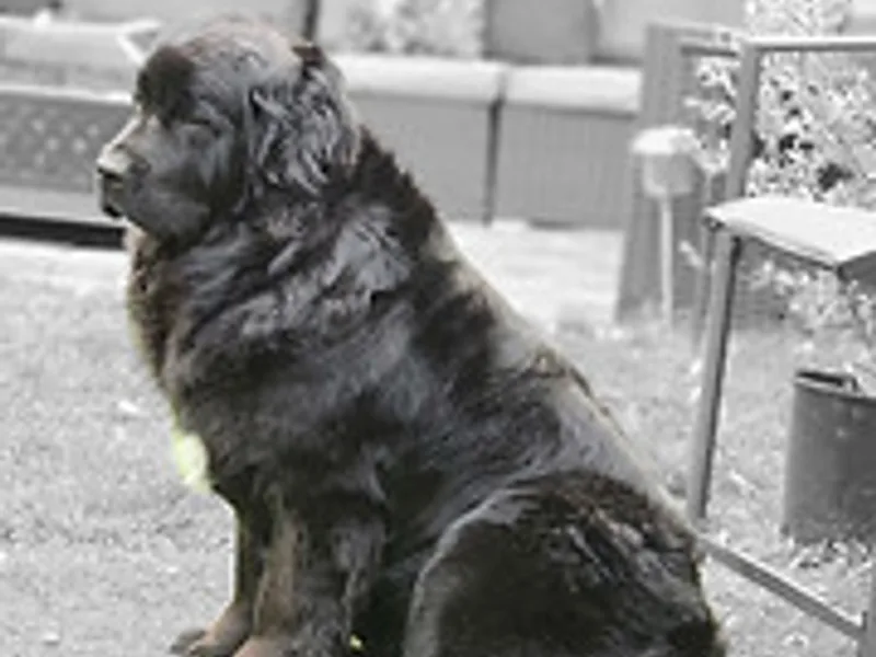 Whispering Pines Newfies