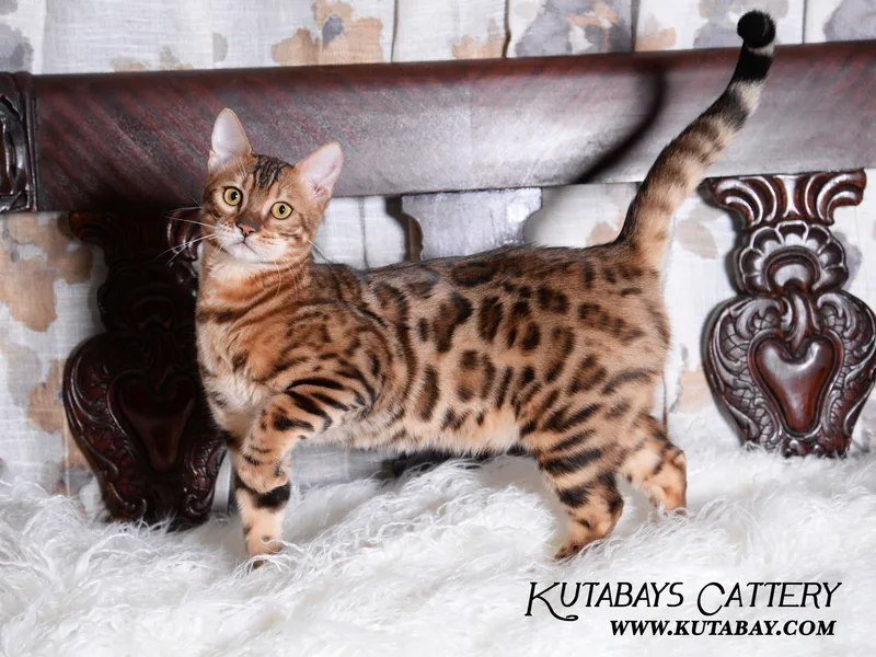 WhisperWillow photo 1