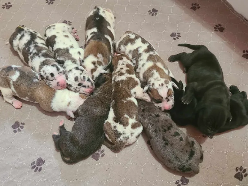 White Pine Acres K9, LLC