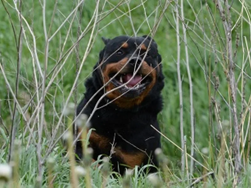 Wiesbrock Farm, Judy B. Wiesbrock