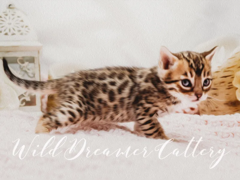 Wilddreamer photo 1