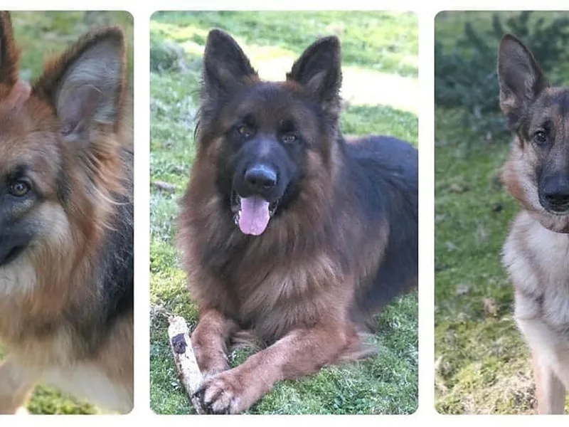 Wildeflecken Shepherds