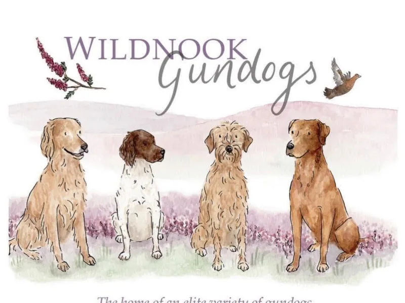 Wildnook Gundogs photo 1