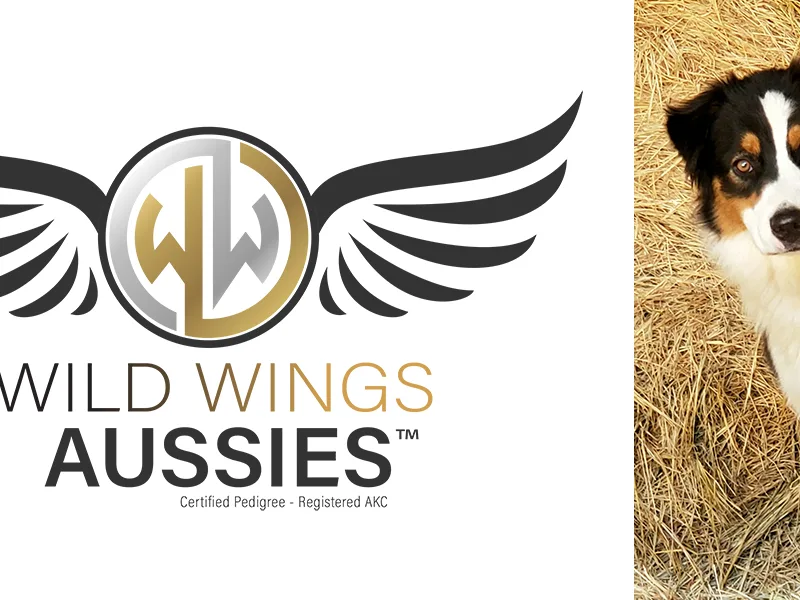 wildwingsaussies