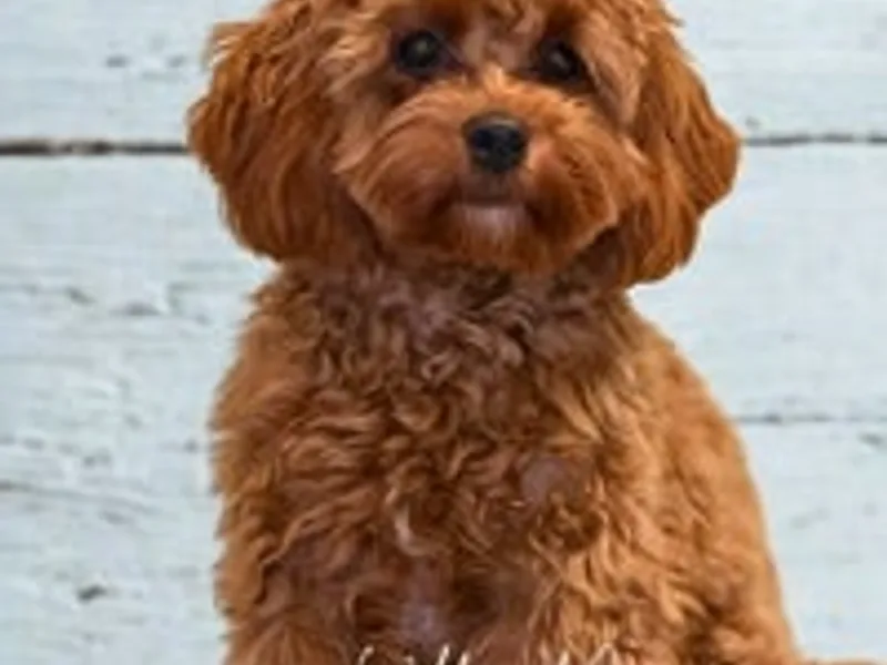 Wildwood Cavapoos photo 1