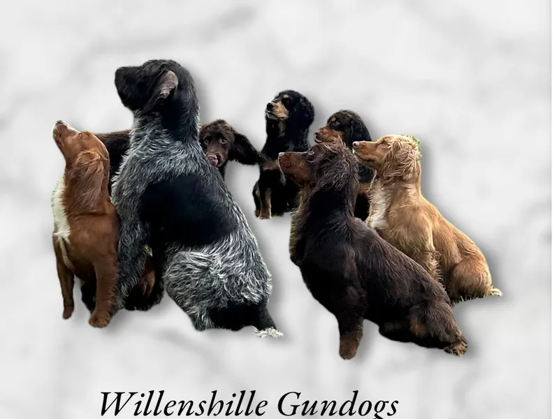 Willenshille  photo 1